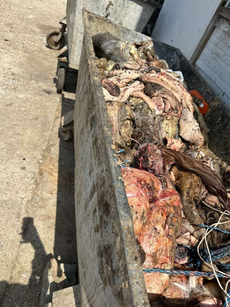 Vanredni nadzor klanice u Aleksandrovcu u opštini Žabari – utvrđeni određeni propusti, objekat privremeno obustavlja rad