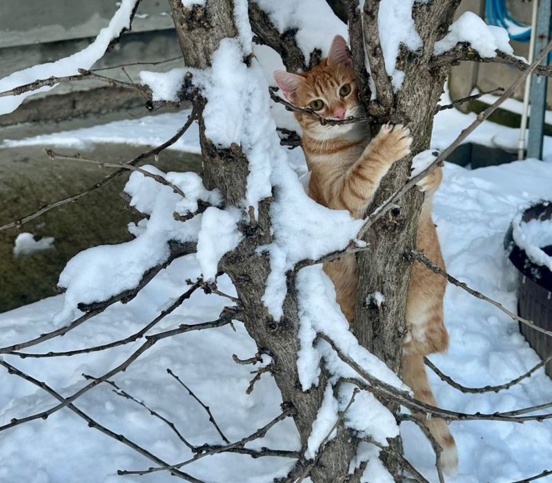 vreme zima mirko sneg