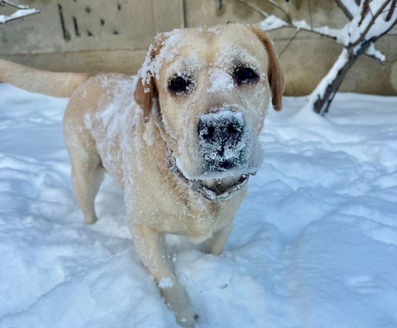 vreme zima sneg beti
