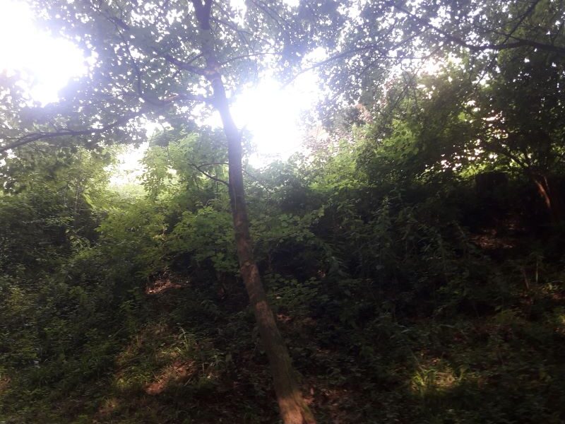 Priroda suma rotated