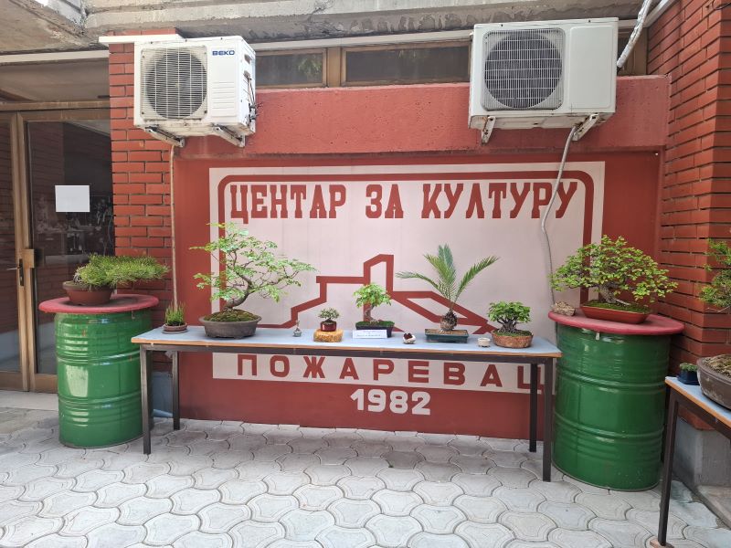 BONSAI DRVEĆE IZLOŽBA POŽAREVAC
