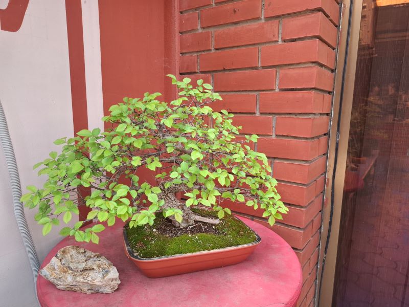 Bonsai 02