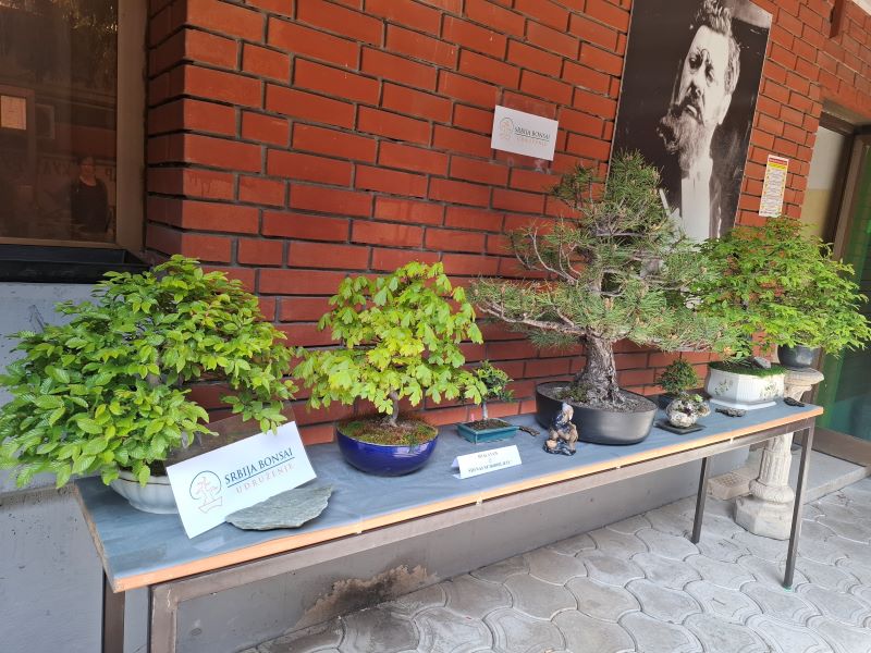 Bonsai 03