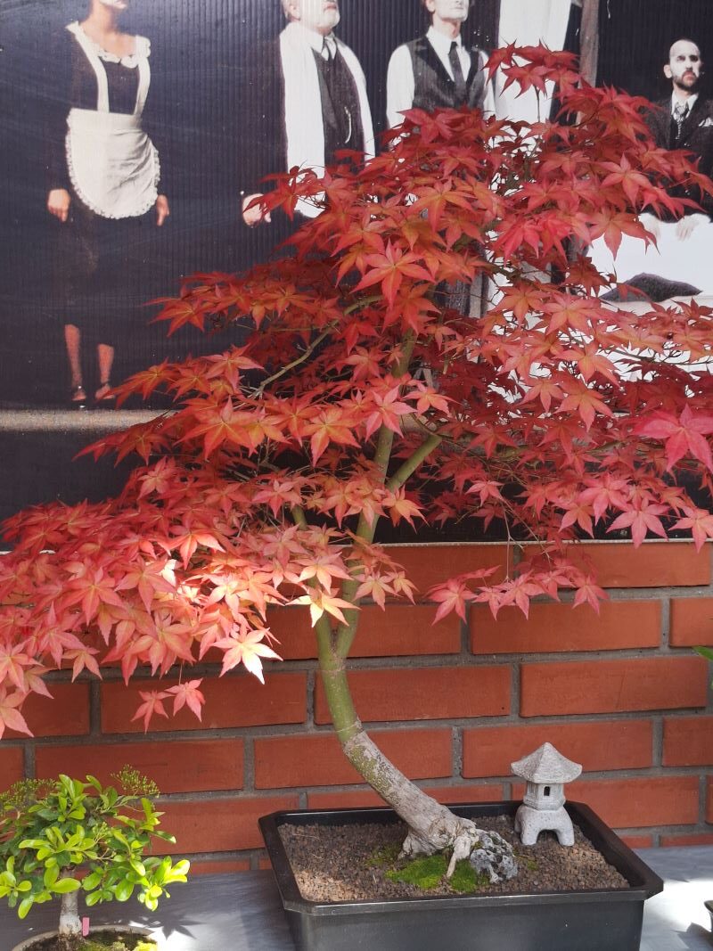 Bonsai 04 rotated