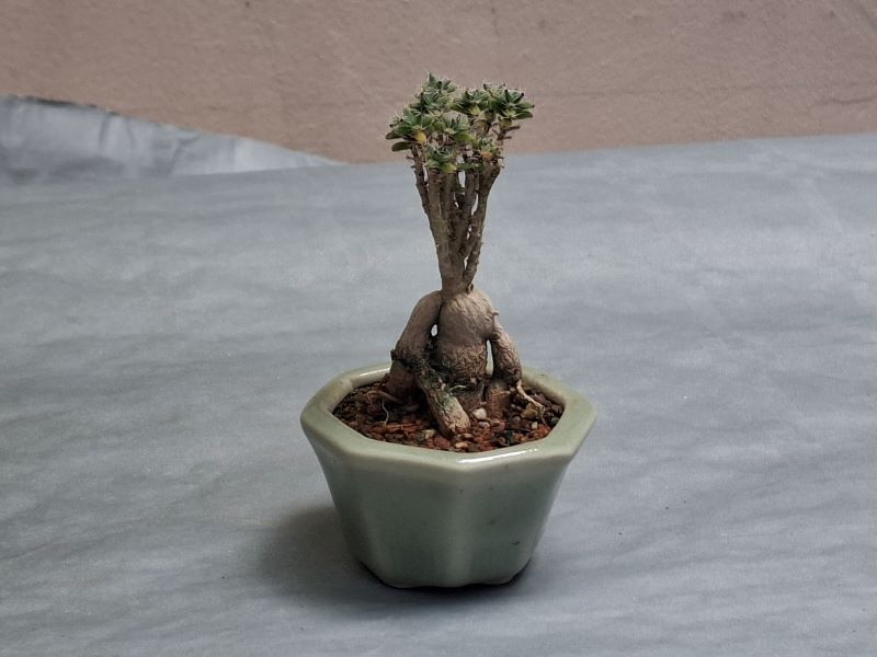 Bonsai 05