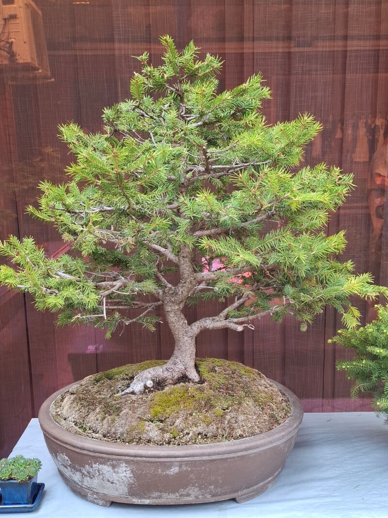 Bonsai 06 rotated
