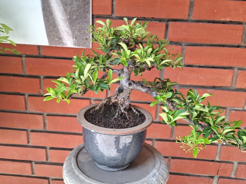 Bonsai 09