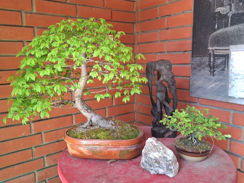 Bonsai 10