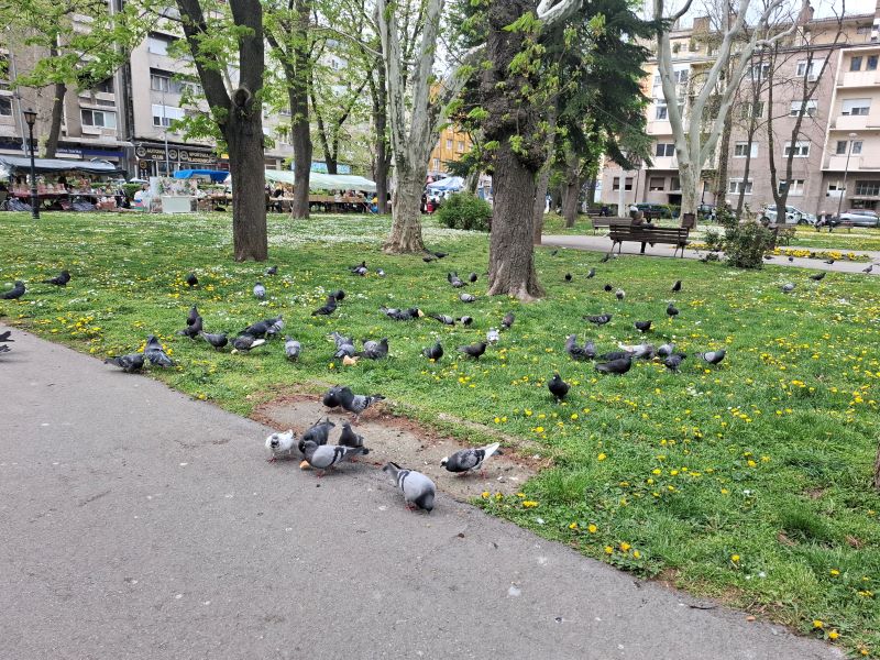 VREME PARK POZAREVAC PROLECE