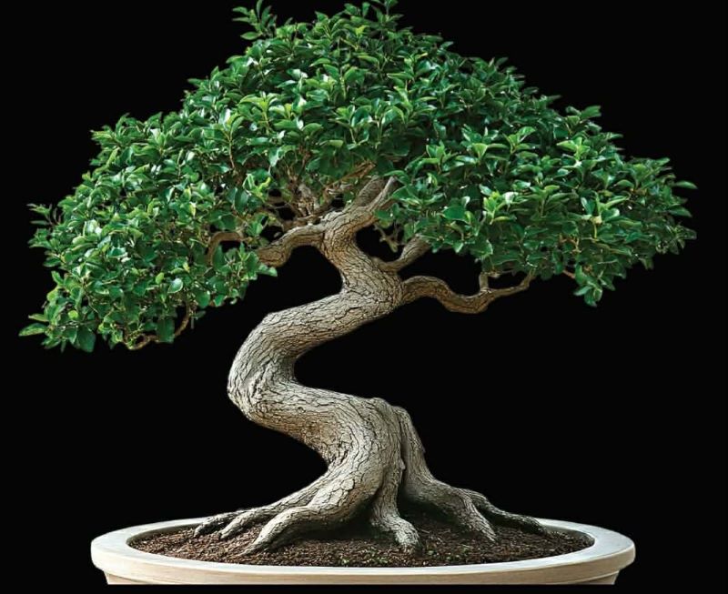 izložba „Srbija Bonsai“ Požarevac
