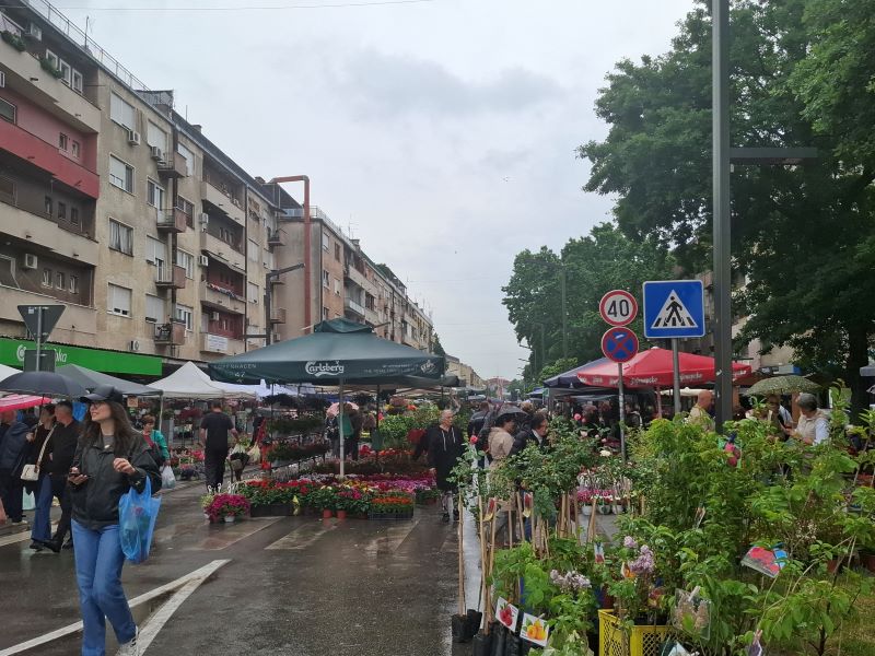 Otvoren Festival cveća u Požarevcu 6 otvoren Festival cveća u Požarevcu koji je okupio veliki broj izlagaća