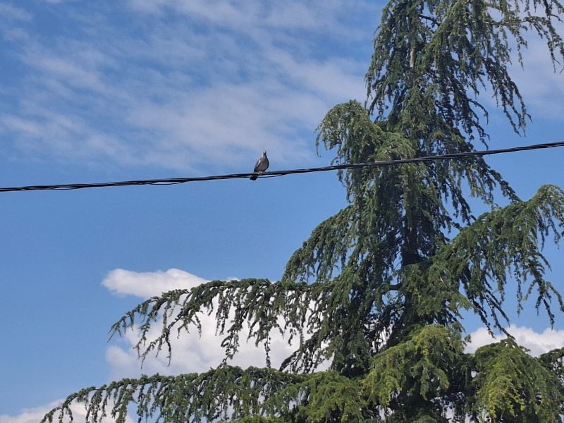 Jutarnji mraz, a zatim toplo vreme – temperature do 29°C
