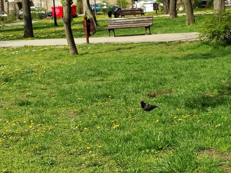 Ptica stoji na travnatoj površini u parku okruženom zelenilom, dok promenljivo vreme najavljuje smenu sunčanih intervala i mogućih pljuskova.