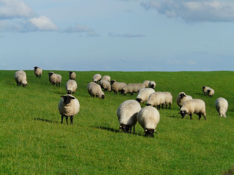 Ovce na ispaši – potvrđeno prvo žarište boginja ovaca i koza u Srbiji 2026. godine