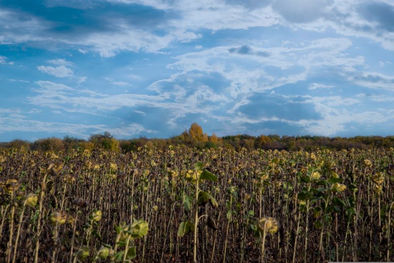 Žetva kukuruza i suncokreta zbog suše i visokih temperatura u Srbiji.