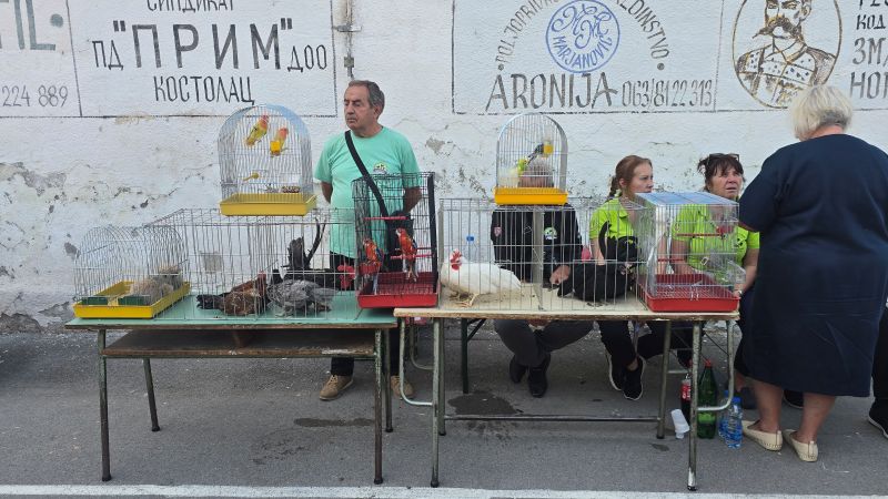 Čuvari tradicije kroz generacije okupili 21 udruženje žena u Kličevcu 68 Udruzenje sitnih zivotinja Kikirez